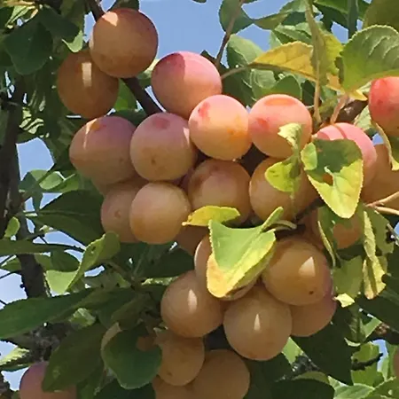 Jardin - Evasion Au Coeur De La Meuse - Fr-1-585-122 Отель типа 